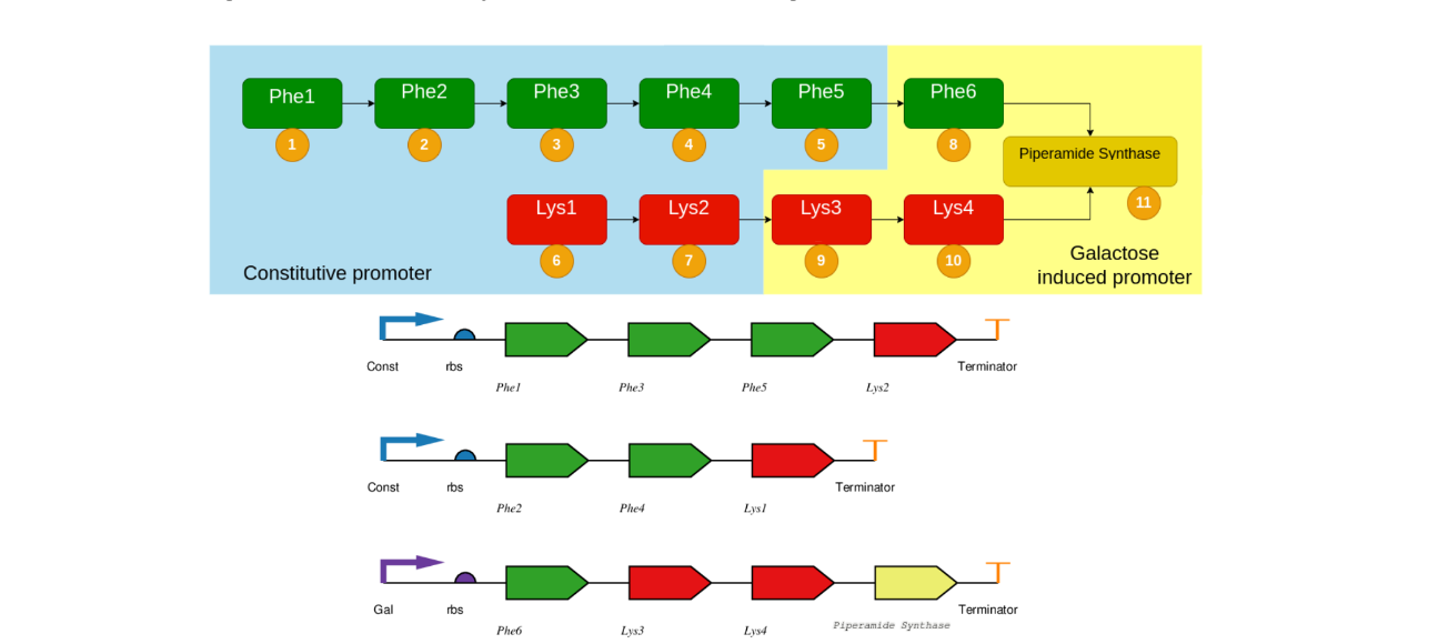 Genetic constructs diagram